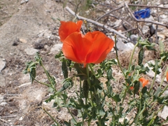 Glaucium corniculatum