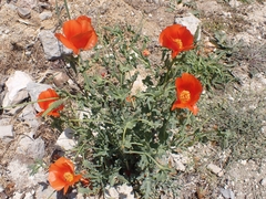 Glaucium corniculatum
