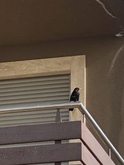 Turdus merula cabrerae