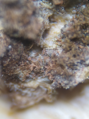 Ash Key Gall Mite