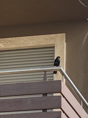 Turdus merula cabrerae