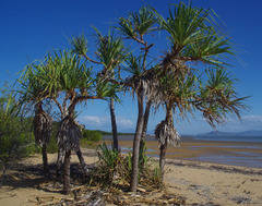 Pandanus cookii