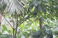 Tachyphonus delatrii