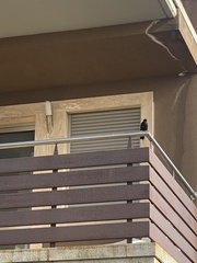 Turdus merula cabrerae