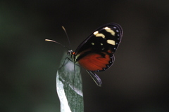 Mechanitis polymnia isthmia