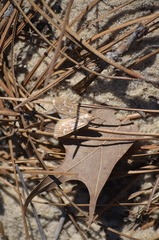 Diastictis