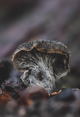 Craterellus australis