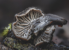 Craterellus australis