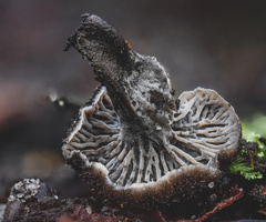 Craterellus australis