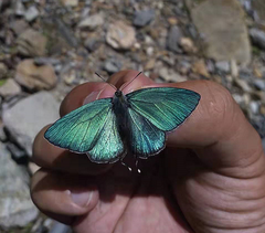 Favonius leechi
