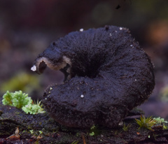 Craterellus australis