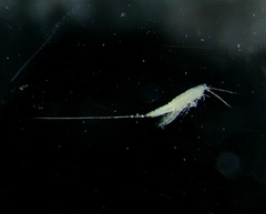 Macrosetella gracilis