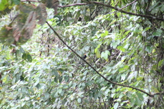 Tachyphonus delatrii