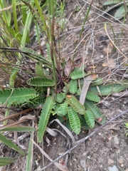 Alepidea capensis