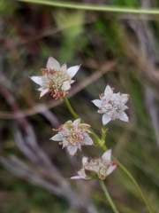 Alepidea capensis