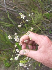 Alepidea capensis