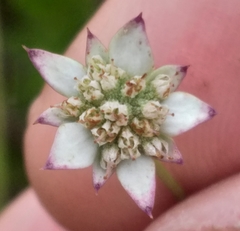 Alepidea capensis