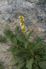 Verbascum thapsus crassifolium