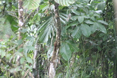 Dendrocincla fuliginosa