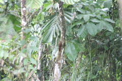 Dendrocincla fuliginosa