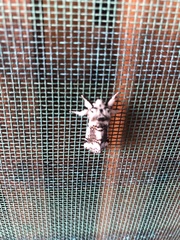 Aglaosoma periblepta