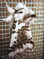 Aglaosoma periblepta