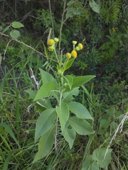 Verbesina subcordata