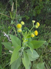 Verbesina subcordata