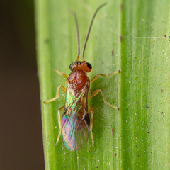Braconidae