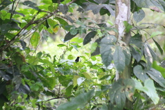 Tachyphonus delatrii