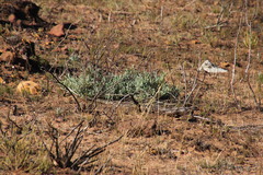 Leucadendron glaberrimum glaberrimum