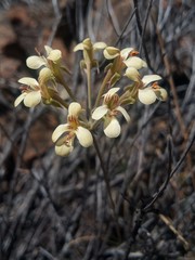 Pelargonium luteolum