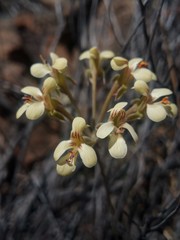 Pelargonium luteolum