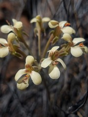 Pelargonium luteolum