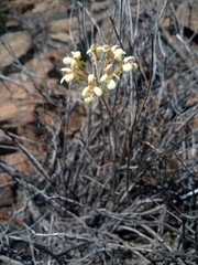 Pelargonium luteolum