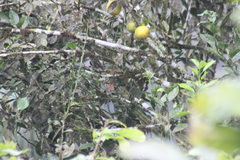 Furnariinae