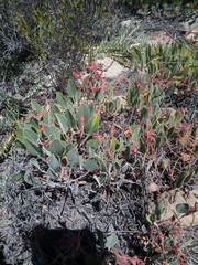 Pelargonium ovale