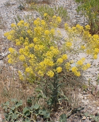Isatis floribunda