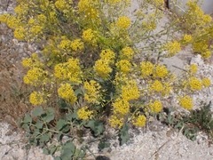 Isatis floribunda