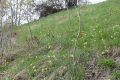 Primula veris veris