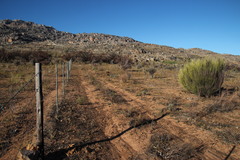 Leucadendron glaberrimum glaberrimum