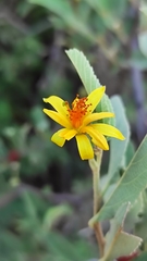 Grewia bicolor bicolor