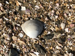 Mactra quadrangularis