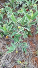 Grewia bicolor bicolor