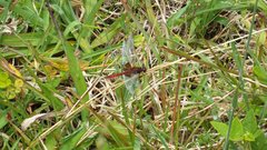 Erythrodiplax ines