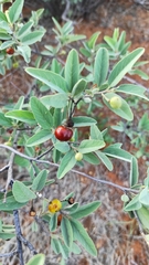 Grewia bicolor bicolor