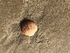 Brachiopoda