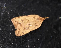 Xenothictis sciaphila