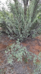 Grewia bicolor bicolor