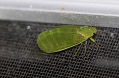 Glaucopsaltria viridis